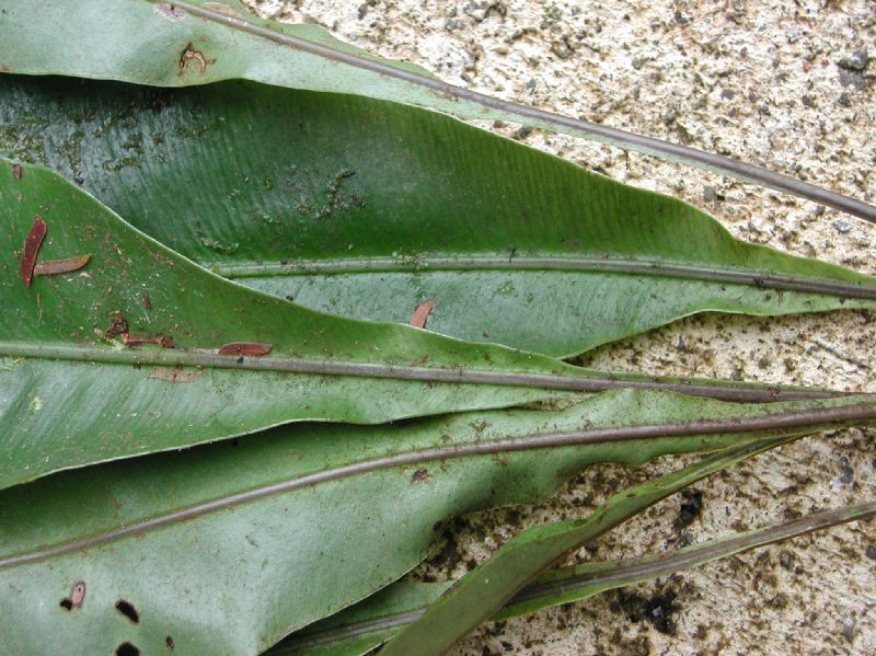 Dryopteridaceae Elaphoglossum latifolium