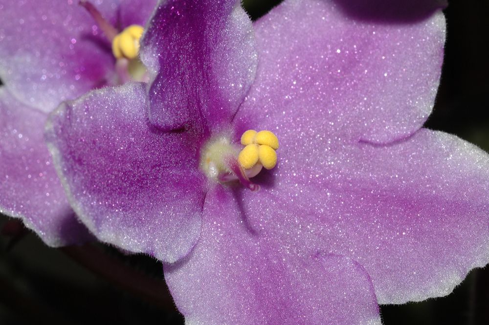 Gesneriaceae Saintpaulia 