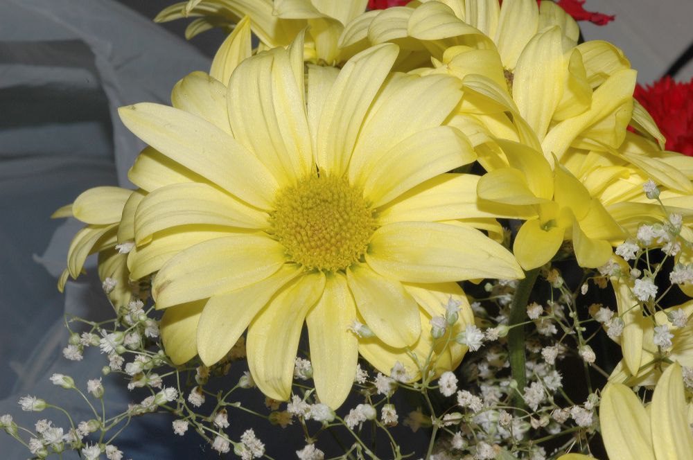 Asteraceae Chrysanthemum 