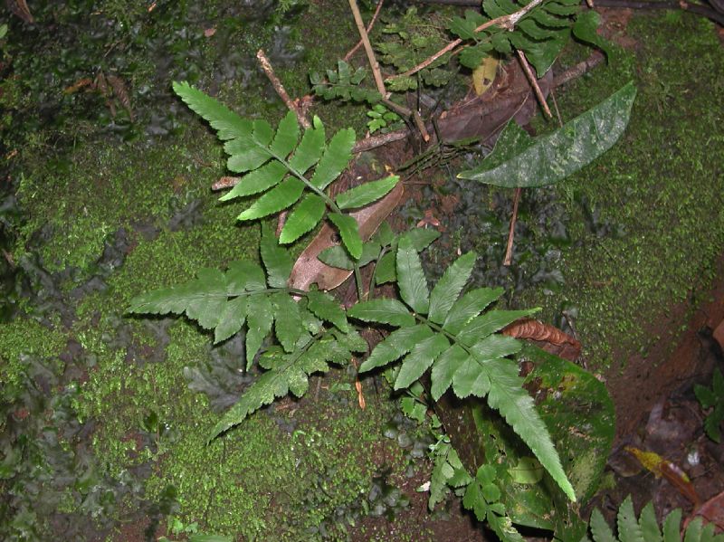 Aspleniaceae Asplenium abcissum