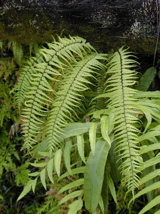 Aspleniaceae Asplenium cotobrusense