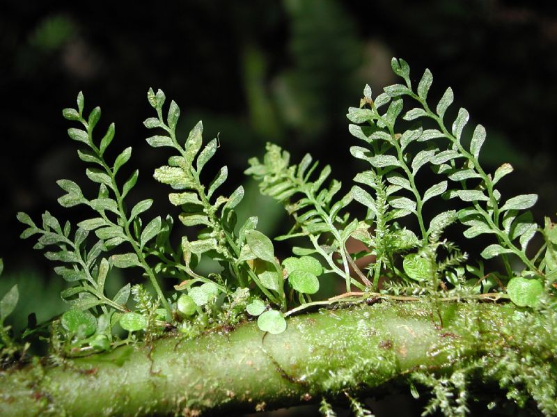 Aspleniaceae Asplenium holophlebium