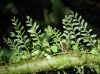 image of Asplenium holophlebium