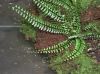 image of Asplenium oligophlebium