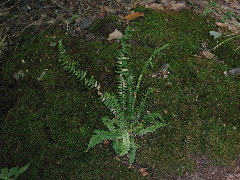 Aspleniaceae Asplenium platyneuron