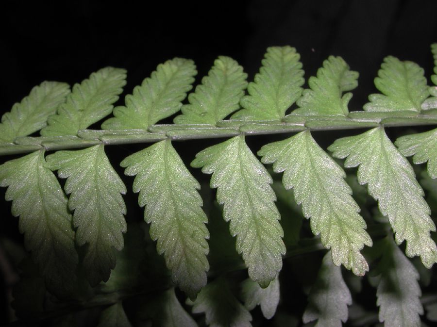 Aspleniaceae Asplenium pteropus