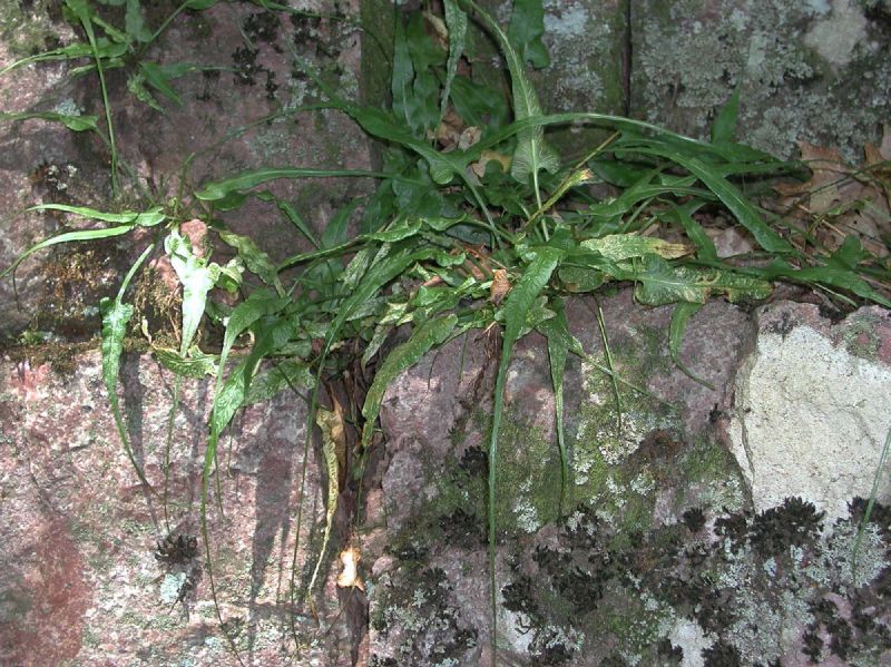 Aspleniaceae Asplenium rhizophyllum