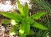 image of Asplenium scolopendrium