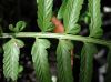 image of Asplenium auritum