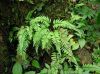 image of Asplenium cuspidatum