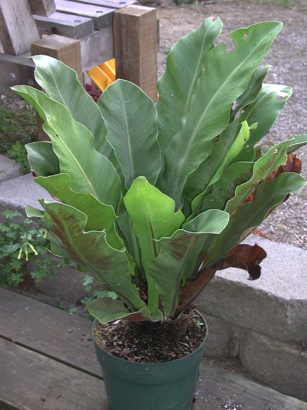 Aspleniaceae Asplenium goudeyi