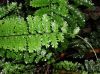 image of Asplenium maxonii