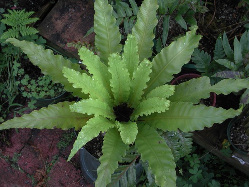 Aspleniaceae Asplenium nidus