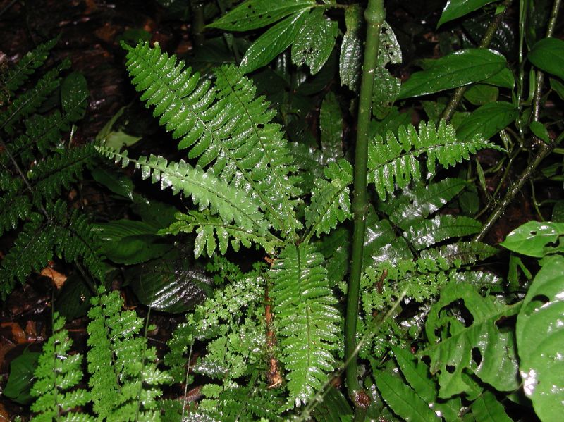 Aspleniaceae Asplenium pteropus