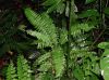 image of Asplenium pteropus