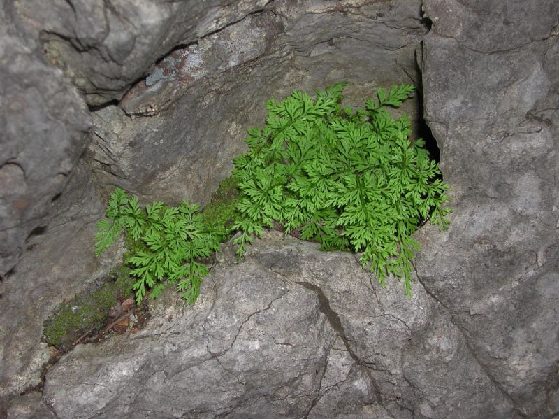 Aspleniaceae Asplenium tenerrimum