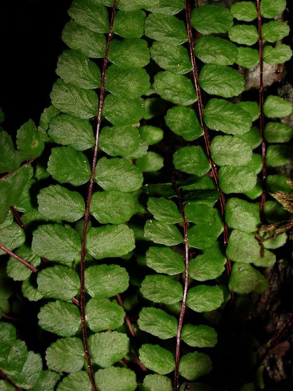 Aspleniaceae Asplenium trichomanes