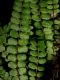 image of Asplenium trichomanes