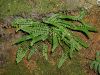 image of Asplenium trichomanes