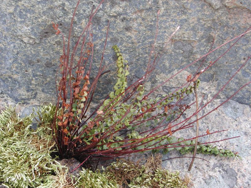 Aspleniaceae Asplenium vespertinum