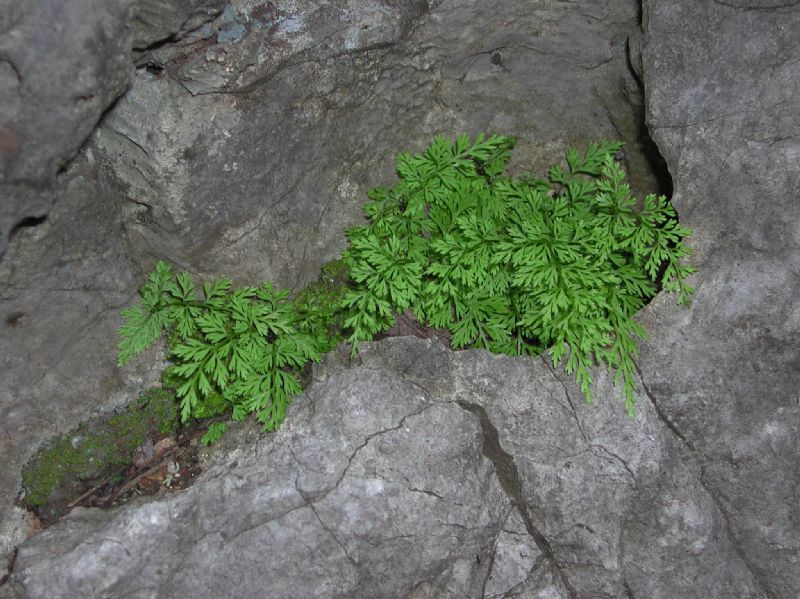 Aspleniaceae Asplenium tenerrimum