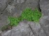 image of Asplenium tenerrimum