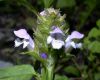 image of Prunella vulgaris