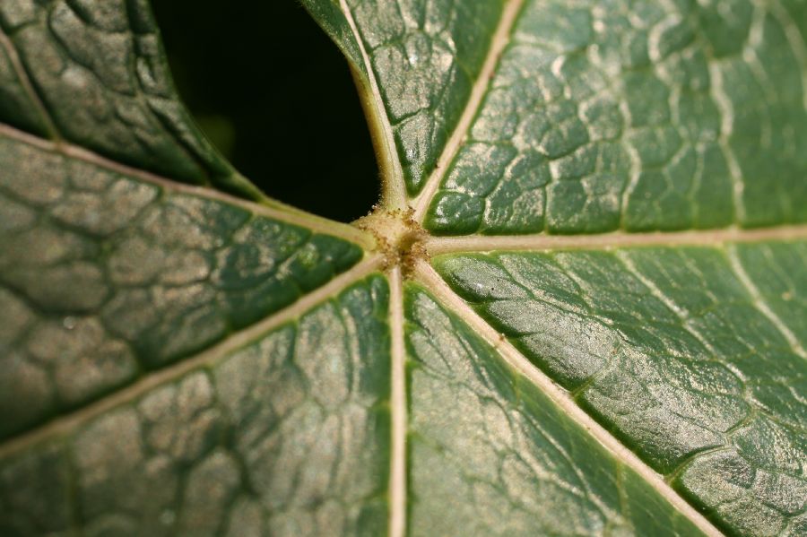 Caricaceae Vasconcellea pubescens