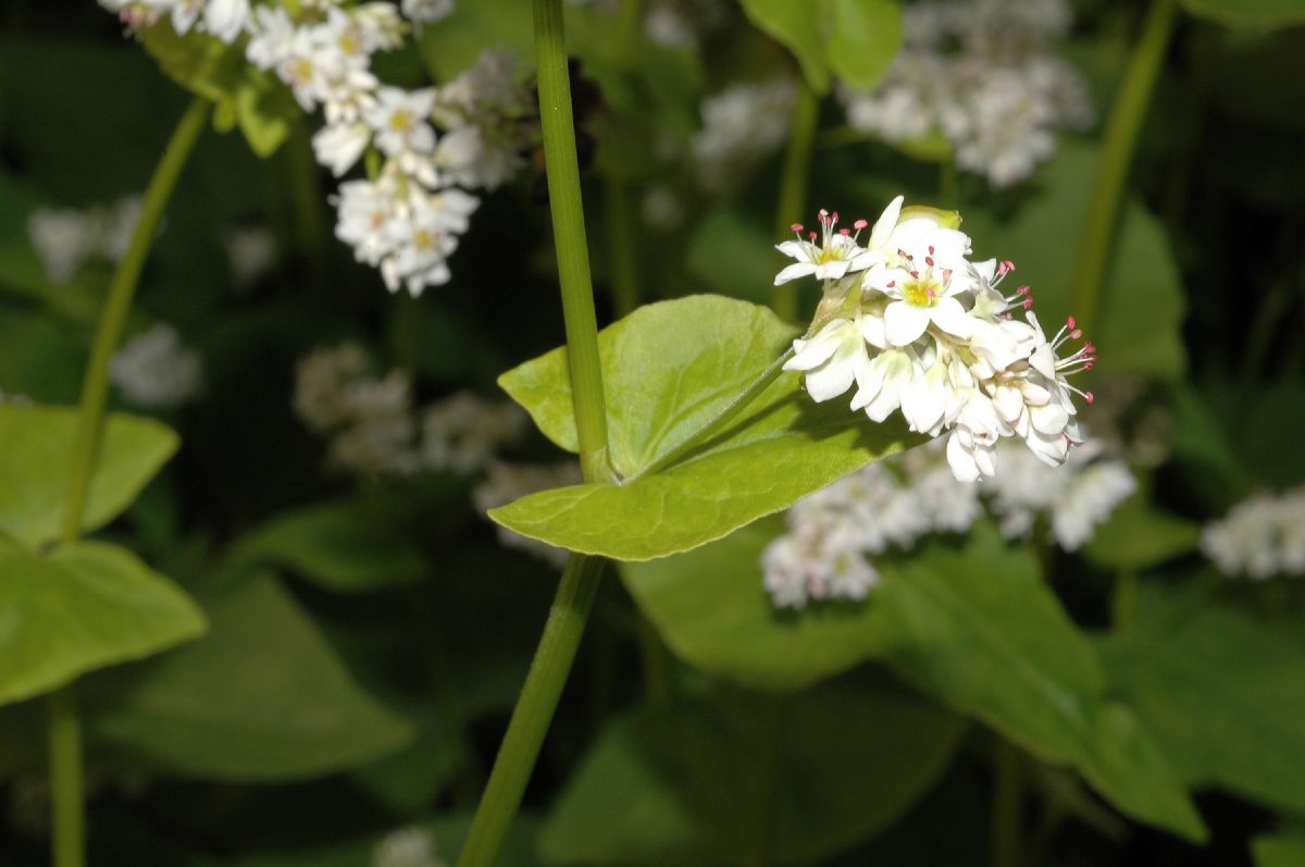 Polygonaceae Fagopyrum esculentum