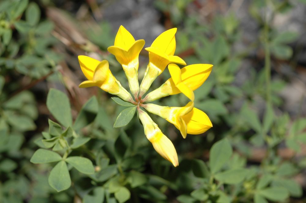 Fabaceae Lotus corniculatus