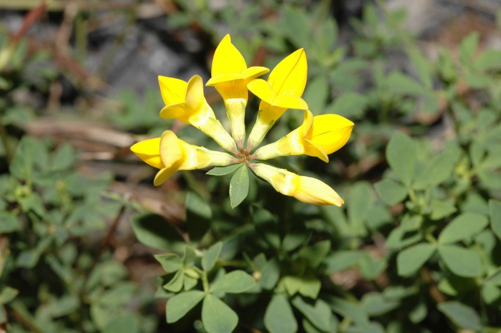 Fabaceae Lotus corniculatus