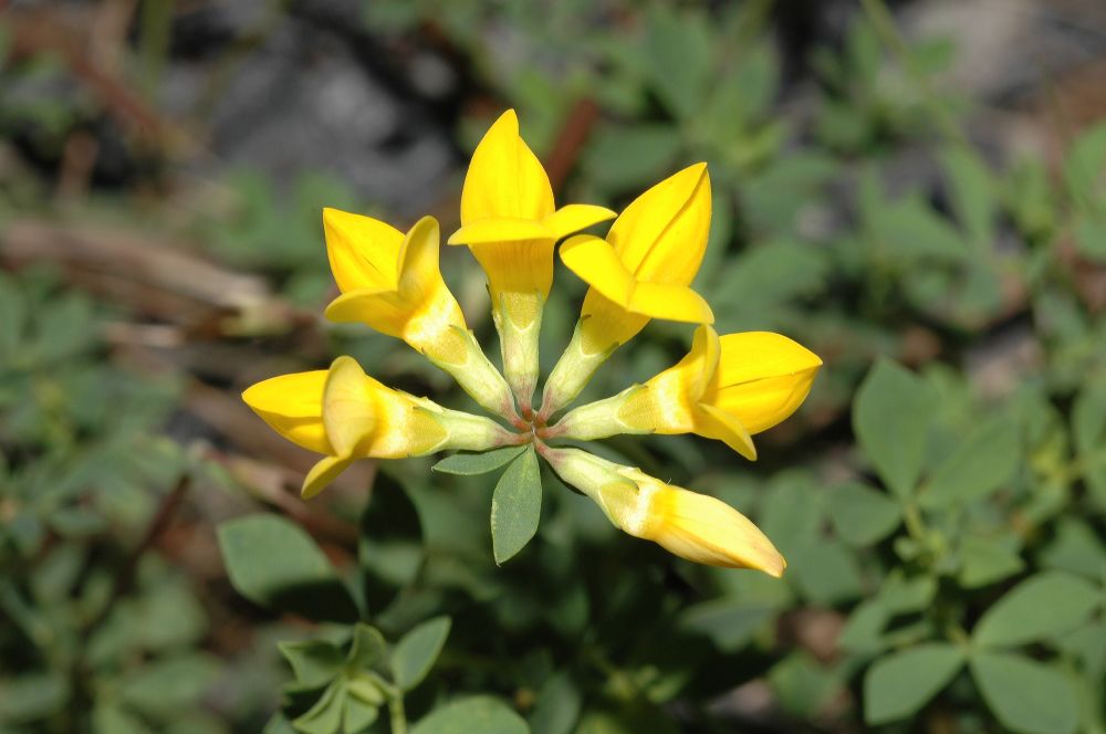 Fabaceae Lotus corniculatus