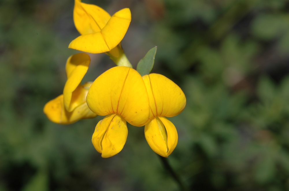 Fabaceae Lotus corniculatus