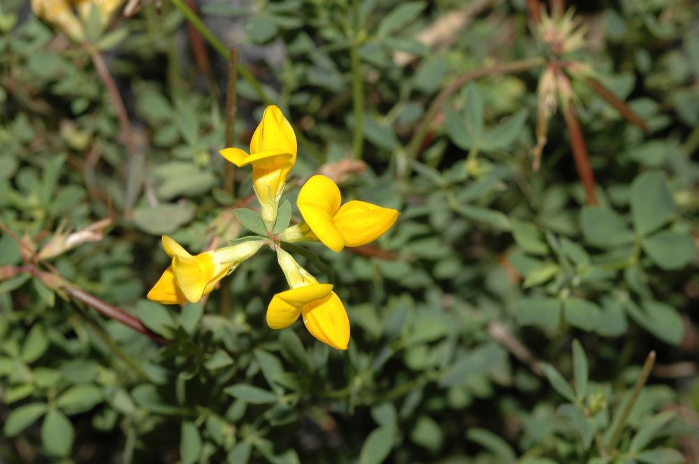 Fabaceae Lotus corniculatus