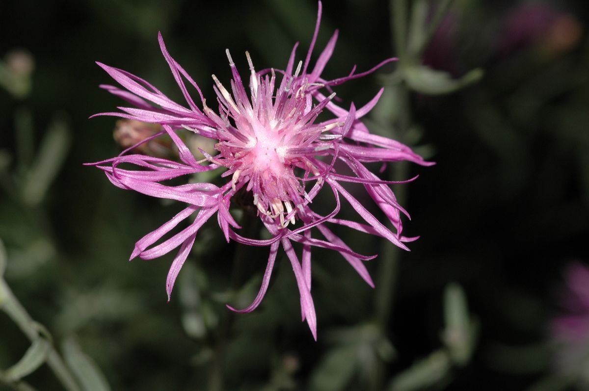 Asteraceae Centaurea maculosa