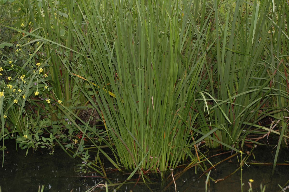 Typhaceae Sparganium eurycarpum