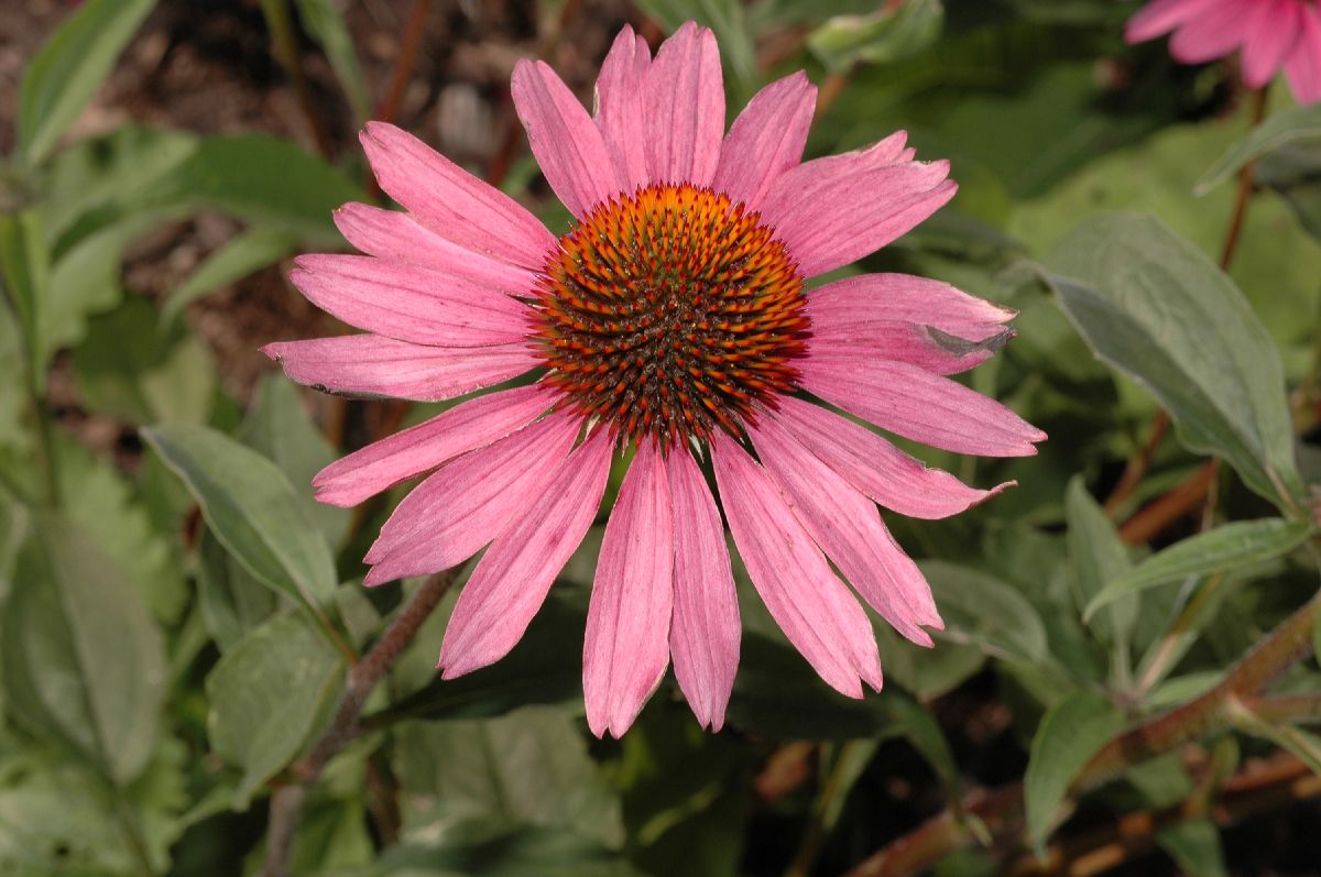 Asteraceae Echinacea purpurea