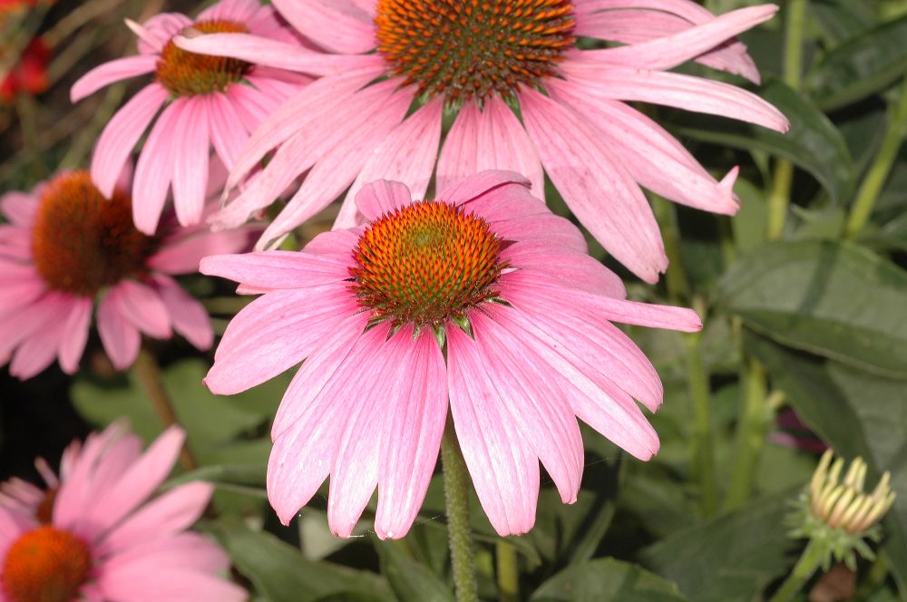 Asteraceae Echinacea purpurea