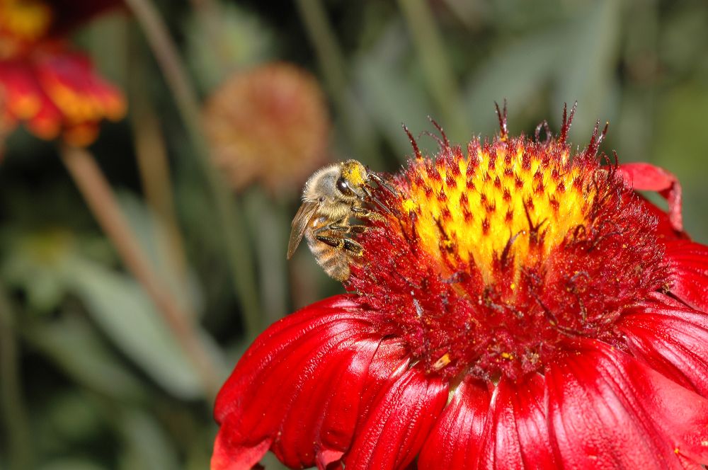 Asteraceae Gaillardia 