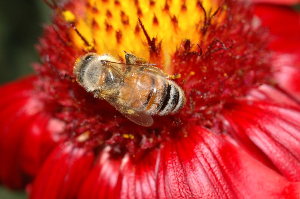 Asteraceae Gaillardia 