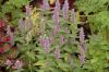 image of Agastache foeniculum