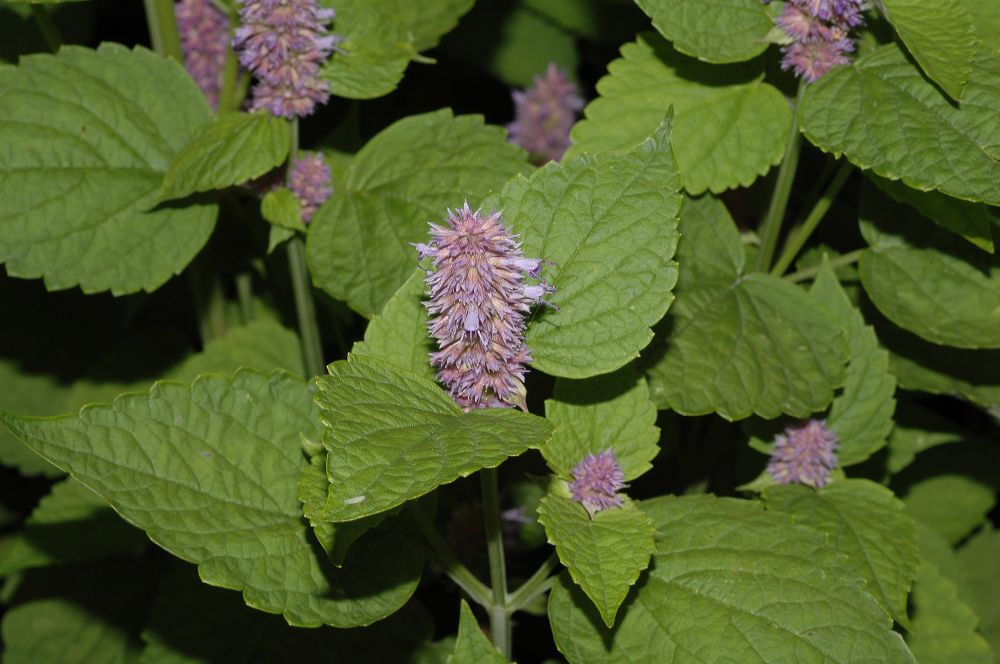 Lamiaceae Agastache foeniculum