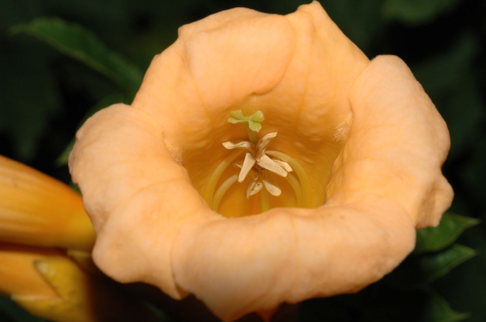 Bignoniaceae Campsis radicans