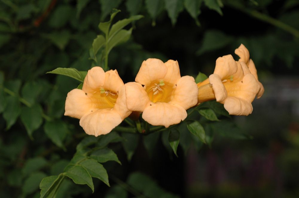 Bignoniaceae Campsis radicans