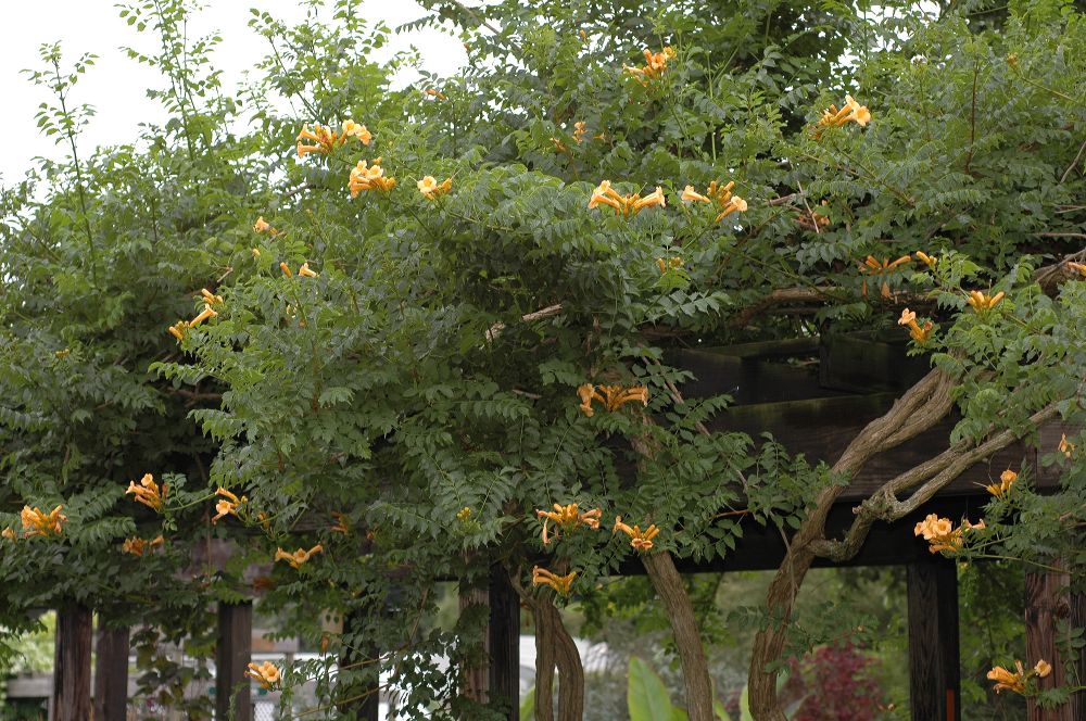 Bignoniaceae Campsis radicans