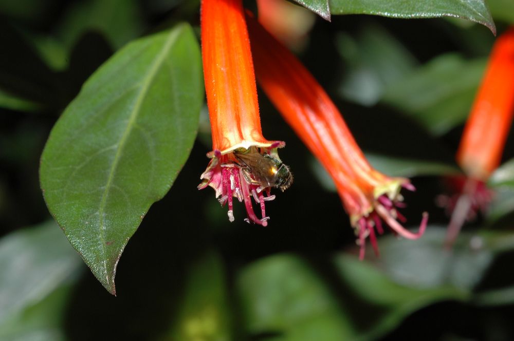 Lythraceae Cuphea 