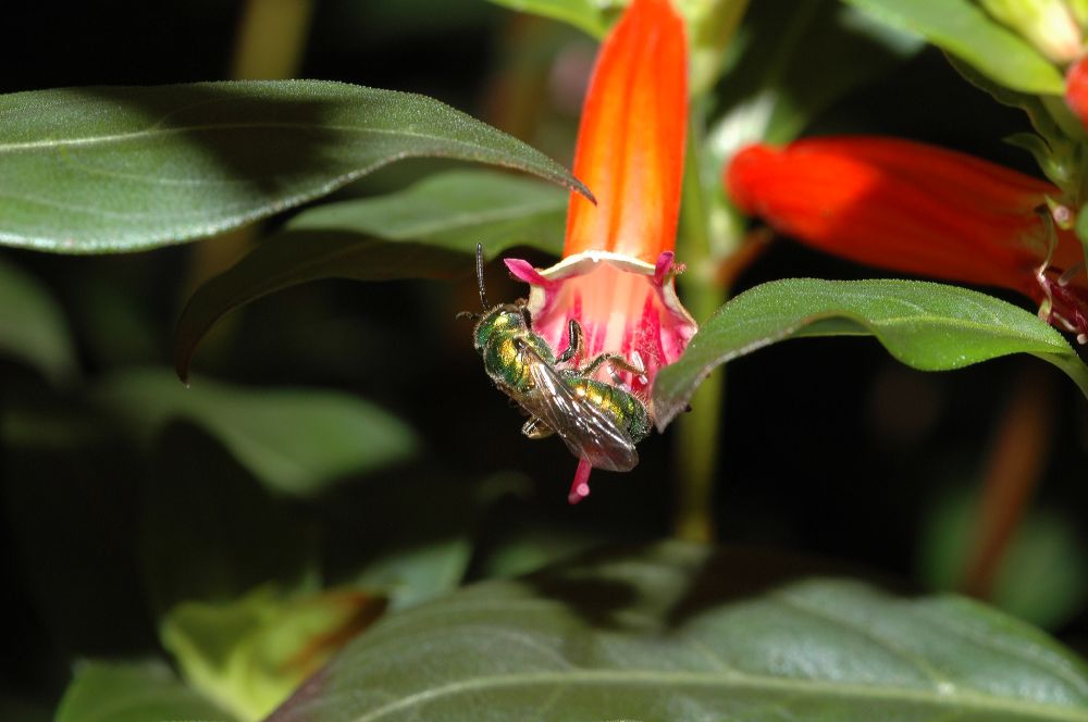 Lythraceae Cuphea 