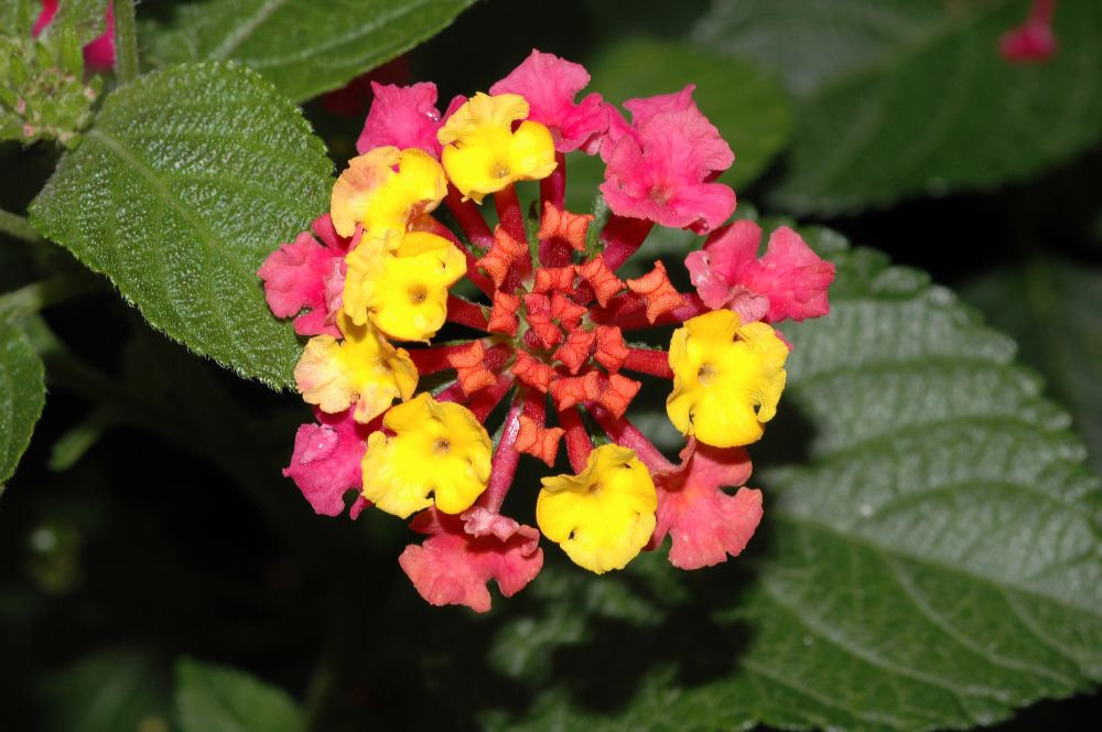 Verbenaceae Lantana camara