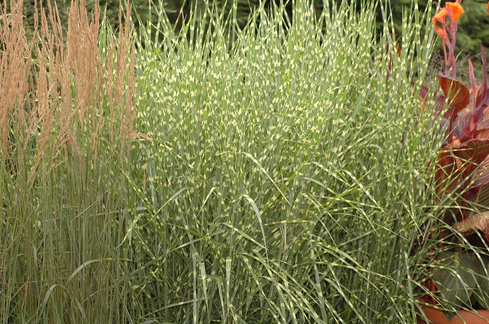 Poaceae Miscanthus sinensis