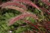 image of Pennisetum setaceum